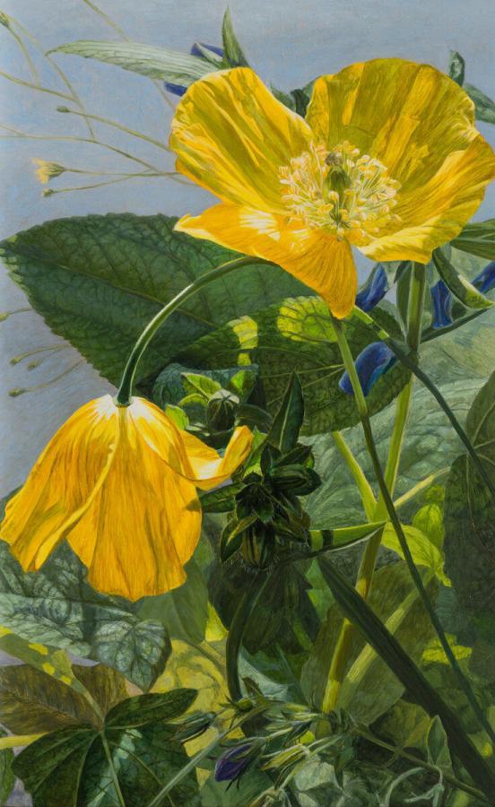 Dina Belga