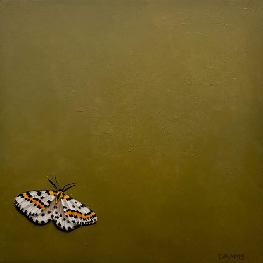 Judith Daams