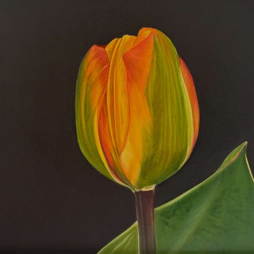 Manon Baptist Tulpen portret olieverf op paneel 15 x 15 cm.