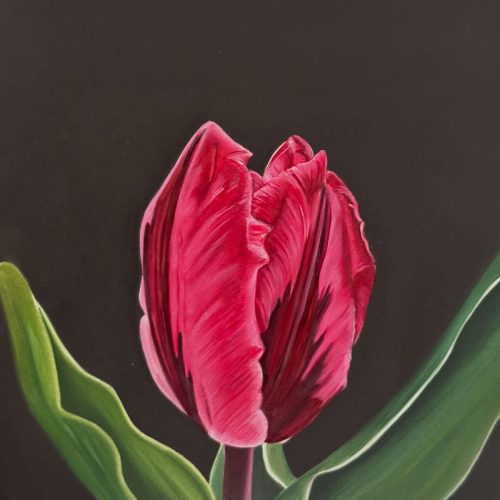 Manon Baptist Tulpen portret olieverf op paneel 15 x 15 cm.