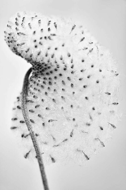 Rianne Noordegraaf Wonderlijk 9 fotografie 