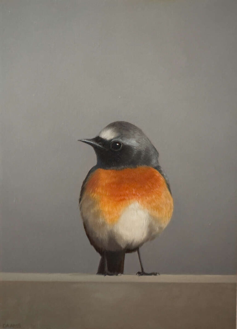 Judith Daams Common redstart oil on panel
