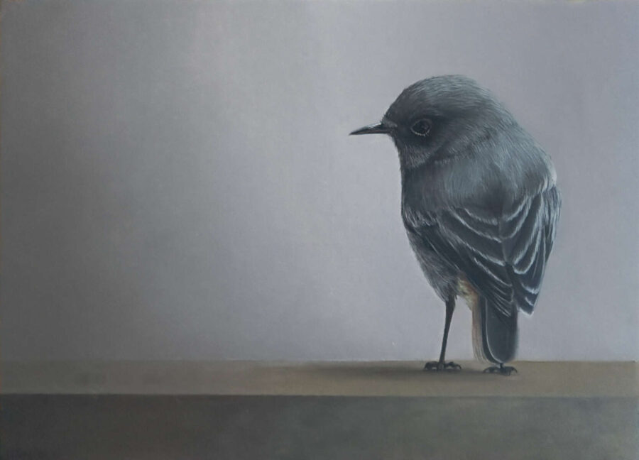 Judith Daams Black redstart oil on panel