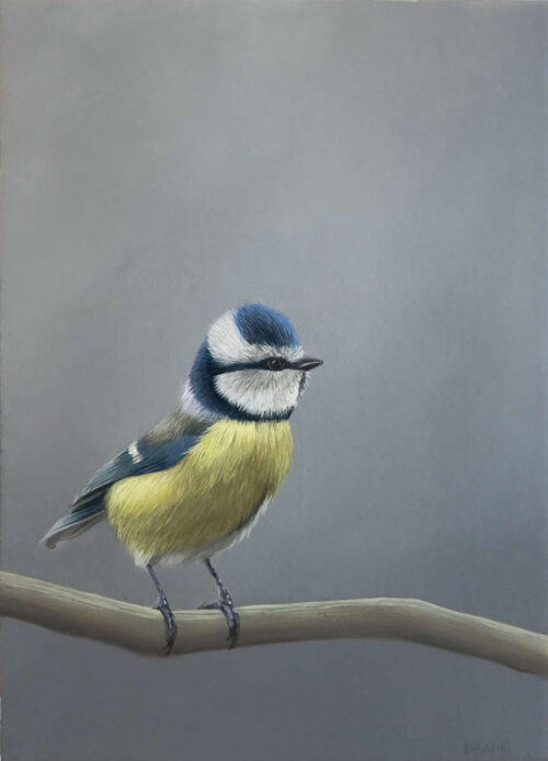 Judith Daams Blue tit oil on panel 