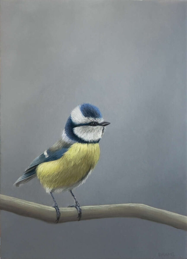 Judith Daams Blue tit oil on panel