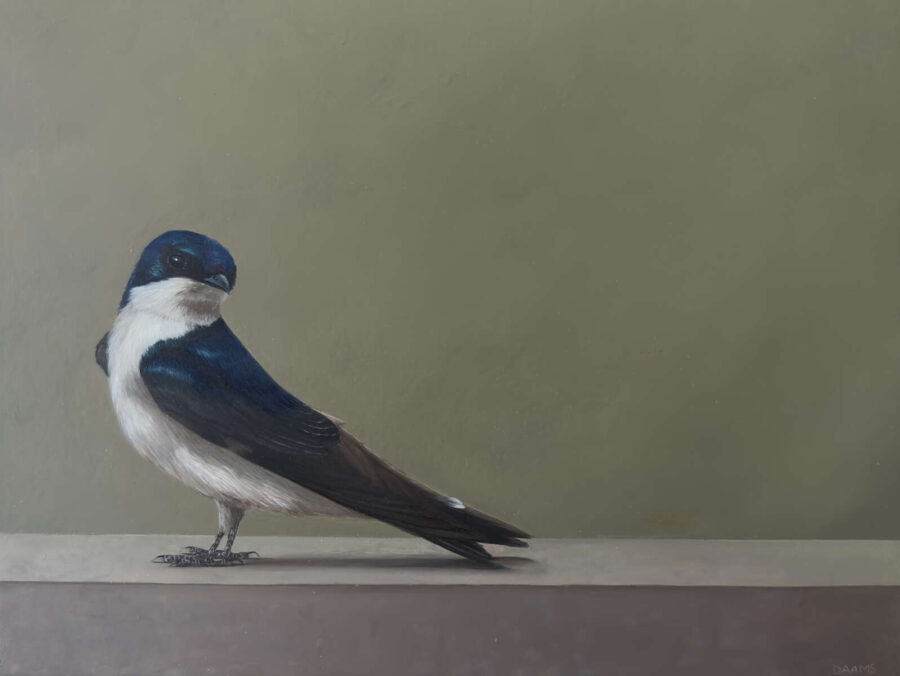Judith Daams Western house martin oil on panel