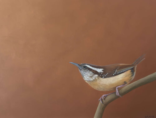 Judith Daams Carolina wren oil on panel 
