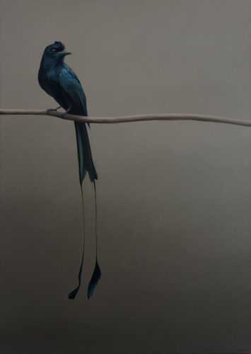Judith Daams Racket-tailed drongo olieverf op linnen 